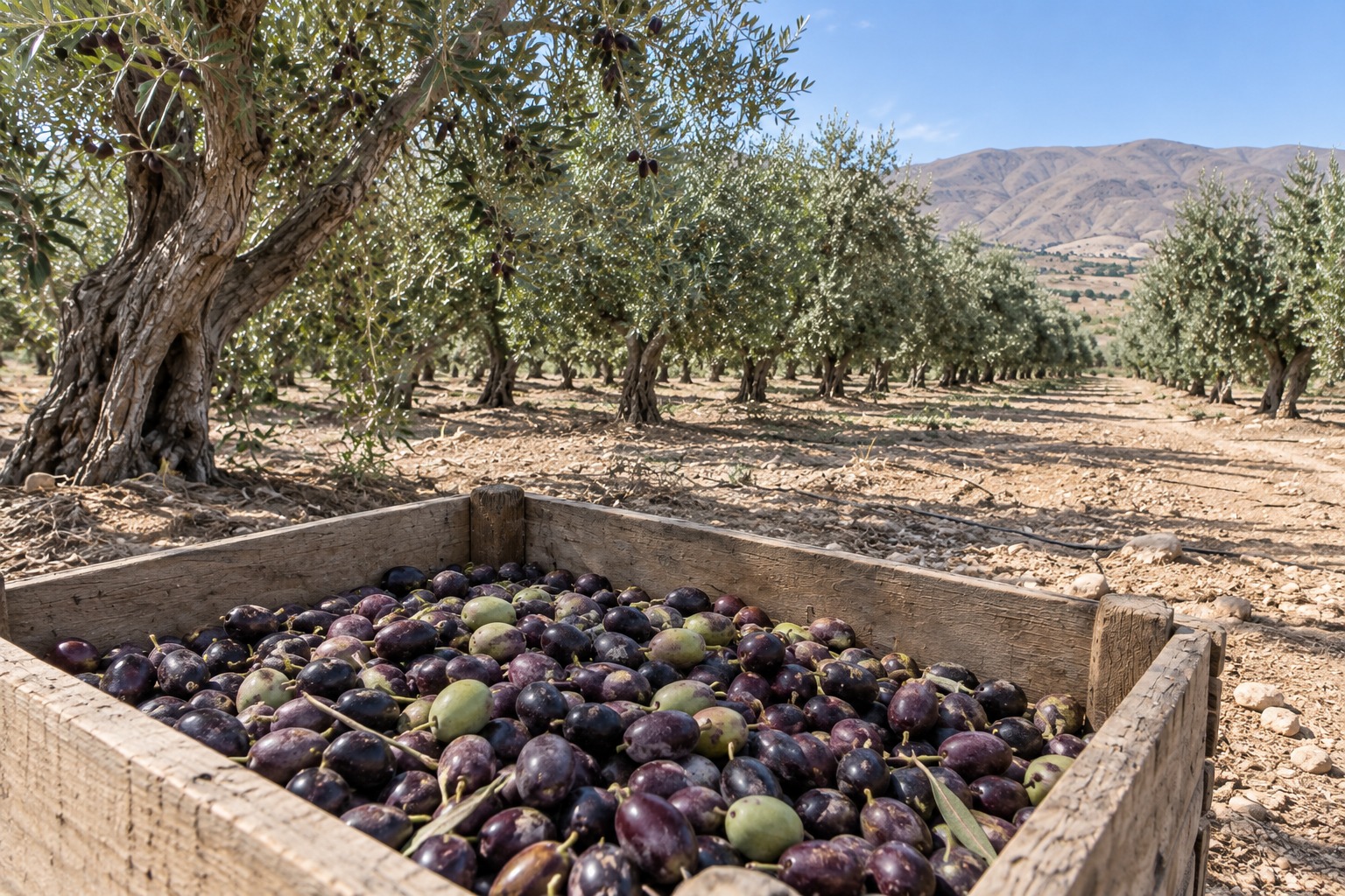 Arequipa es la tercera región productora de aceituna del Perú