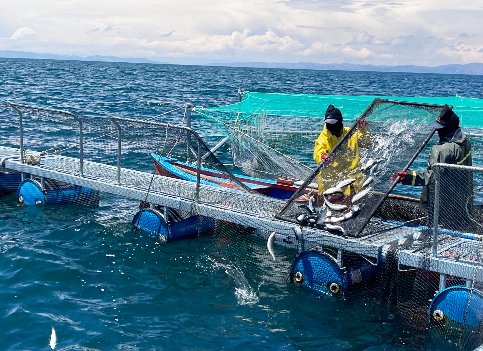Acuicultores podrán adoptar medidas preventivas para proteger cultivos de trucha, tilapia, langostino y concha de abanico ante el FEN